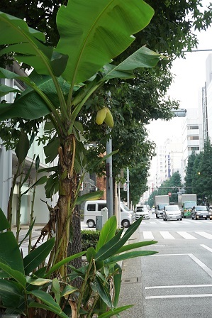 バナナの街路樹DSC01701