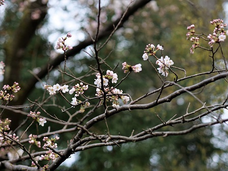 離れ桜 梅はちったか桜はまだあるか