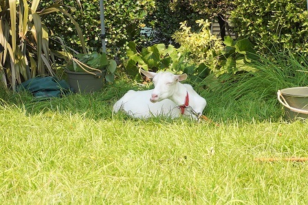 ヤギ型草刈り機　DSC06794