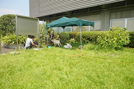 日よけテントDSC06804