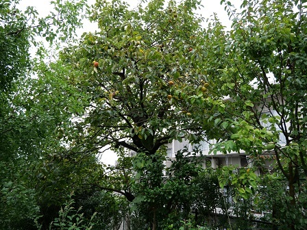 植栽は管理の盲点?PG9P3359