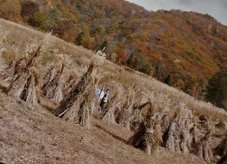 水上で萱刈茅葺きWS 水上で萱刈茅葺きWS