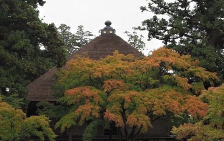 448jyougyoiu 正面 紅葉