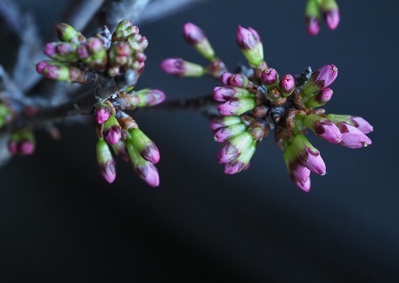 雨水のオカメ桜