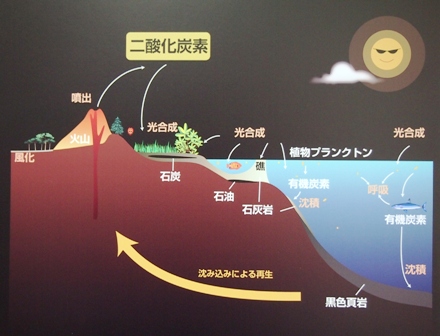 石油の層と石炭層（秋田大学鉱山資料館）