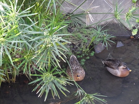 パピルスの花