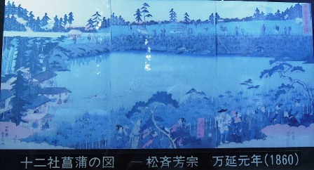 １８６０十二社　菖蒲の図