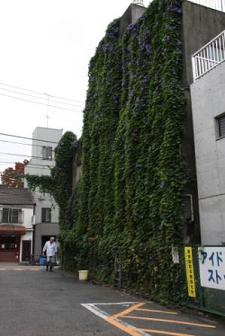 朝顔による壁面緑化１３年目