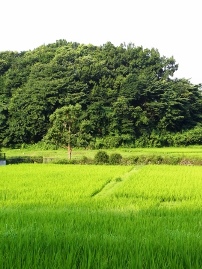 画像の説明 画像の説明