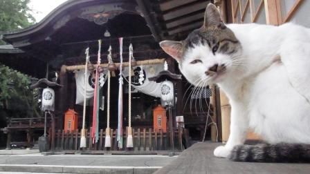 神社猫