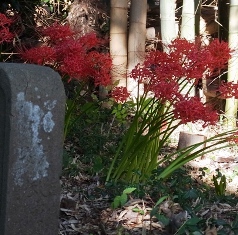 彼岸花 彼岸花