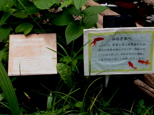 ヴァッサー金魚