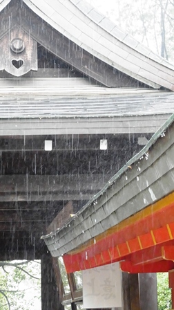 近江神宮雨