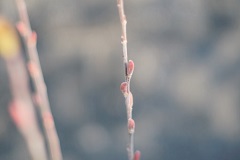 画像の説明