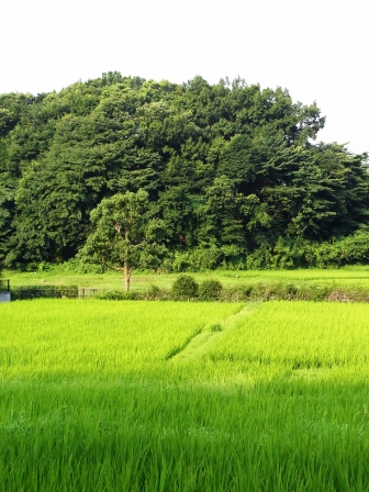 tsuru shikyoku sannpo natsunotannbo